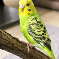 مرغ عشق انگلیسی ماده استثنایی خوش رنگ و جوان