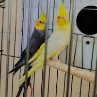 نر عروس هلندی