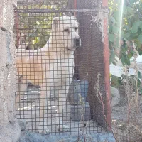 سگ الابای اصل|سگ|باغ بهادران, |دیوار