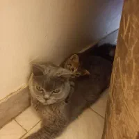 گربه ماده بریتیش بلو