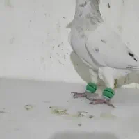 نرهفترنگ کاکلی کرمونی|پرنده|فرح دشت, |دیوار