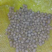 نخود بهاره