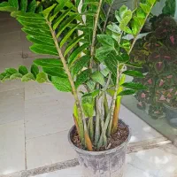 گل فروشی چاه ستاره