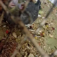 عروس پاریس هلندی سرلاکی|پرنده|باوی, |دیوار