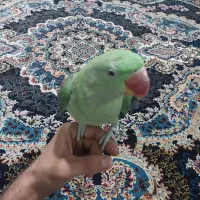 شاه طوطی|پرنده|نسیمشهر, |دیوار