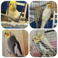 تعدادی عروس هلندی