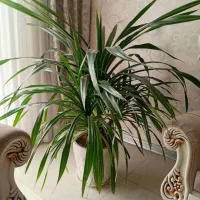 گل پاندانوس