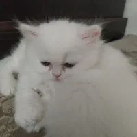 میکس پرشین و بریتیش سفید|گربه|تبریز, |دیوار