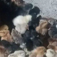 جوجه بقلمو و جوجه مرغ محلی|حیوانات مزرعه|داراب, |دیوار