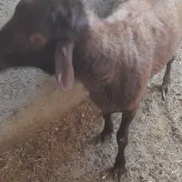 بره افشاری جوان