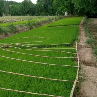نشا برنج|خدمات باغبانی و درختکاری|ملکشاهی, |دیوار