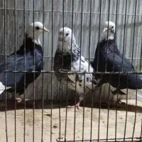 فروش کبوتر یا کفتر|پرنده|دابودشت, |دیوار