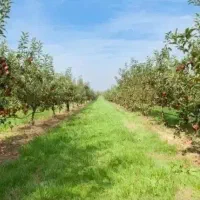 باغ زمین دور دیوار مجموعه باغی شاهنامه با آب برق