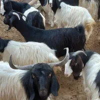 بزغاله و بز جوان|حیوانات مزرعه|شیروان (خراسان), |دیوار