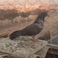 کفتر کبوتر|پرنده|اسلام‌شهر, شهرک سعیدیه|دیوار