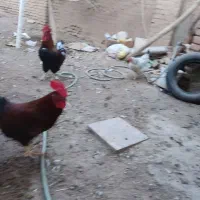 خروس سالم بزرگ|حیوانات مزرعه|سبزوار, جوادیه شرقی|دیوار