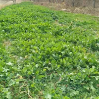 ترب سیاه سفید سبزیجات