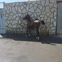 اسب کرد|اسب و تجهیزات اسب‌سواری|فلاورجان, |دیوار