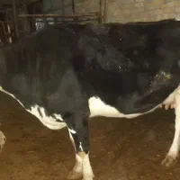 گاو و گوساله هلشتاین|حیوانات مزرعه|سردرود, |دیوار