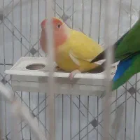 طوطی برزیلی|پرنده|اردبیل, |دیوار