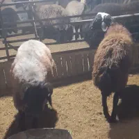 میش بره گوسفند