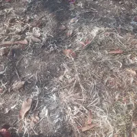 آگهی زمین مسکونی اشنویه روستای شاهوانه