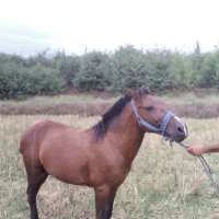 اسب کهر سال8