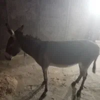 کره|حیوانات مزرعه|نجف‌آباد, جوزدان|دیوار