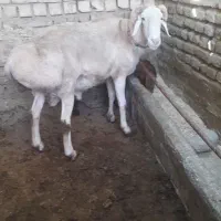 قوچ چینی اصل