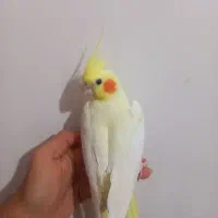 عروس هلندی|پرنده|شاهرود, |دیوار