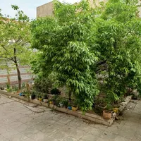۵۰۰ متر ستغلات  مناسب اموزشگاه های معتبر|اجارهٔ دفتر کار، اتاق اداری، مطب|تهران, کوی فردوس|دیوار
