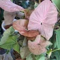 سینگنیوم صورتی بسیار زیبا .باباادم بزرگ وکوچک