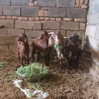 بز و کره (بردسیر)|حیوانات مزرعه|بردسیر, |دیوار