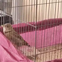 سهره قناری خاکی|لوازم جانبی حیوانات|برخوار, |دیوار