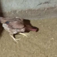 لاری|حیوانات مزرعه|محمدبار, |دیوار