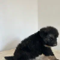 مو بلند ژرمن|سگ|قدس, شهر‌قدس|دیوار