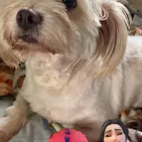 واگذاری رایگان  سگ شیدزو تریر