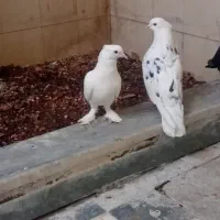 چهارتا کفتر