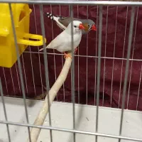 فنچ