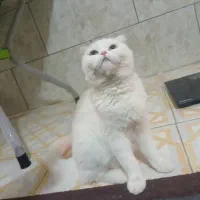 گربه اسکاتیش|گربه|کرمان, |دیوار