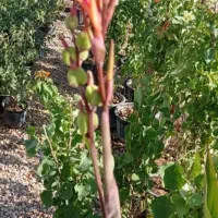 فروش انواع درخت های باغی باغچه ای آپارتمانی|گل و گیاه طبیعی|رامهرمز, |دیوار