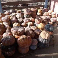 کدو انجیری ضیابر