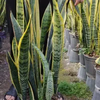 فروش انواع گل سانس  شفلر کامپکت