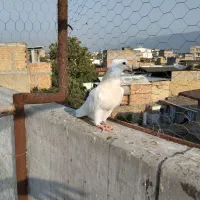 کبوتر طوقی|پرنده|دلند, |دیوار