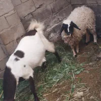 گوسفند داشتی اصل دوقلو
