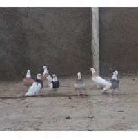 کبوتر رنگی|پرنده|سلامی, |دیوار