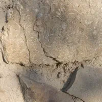 سنگ فسیلی|کلکسیون اشیاء عتیقه|هشتگرد, مدرس|دیوار