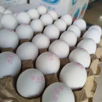 پخش تخم مرغ به قیمت مرغداری