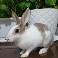 خرگوش|موش و خرگوش|سمنان, |دیوار