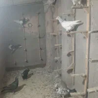 کفتر بوم همه نر
